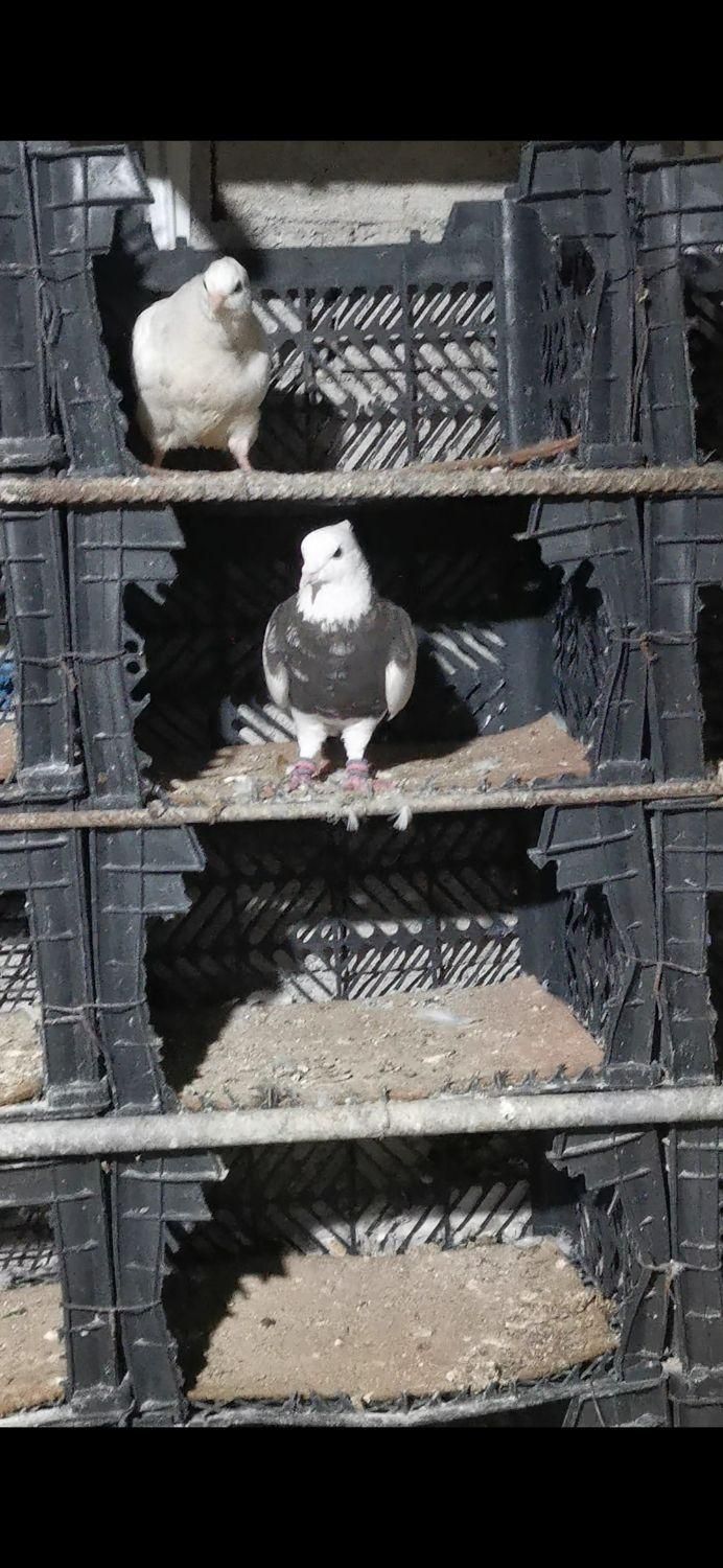 کبوتر طوقی کرمانشاهی  شازده ای|پرنده|لار, |دیوار