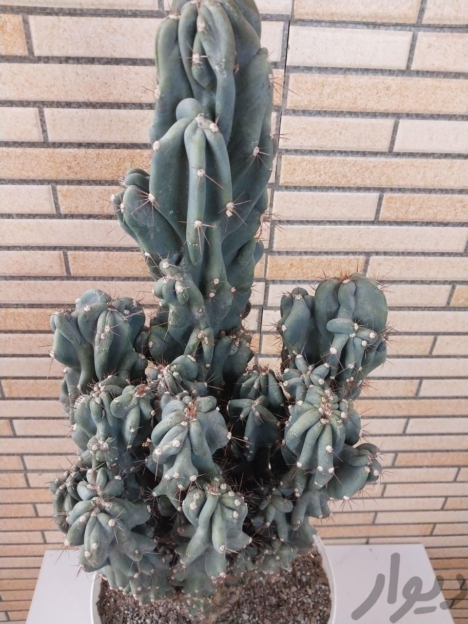 گیاه کاکتوس صخره ای ارتفاع با گلدان ۸۱ سانت 
|گل و گیاه طبیعی|تهران, وردآورد|دیوار
