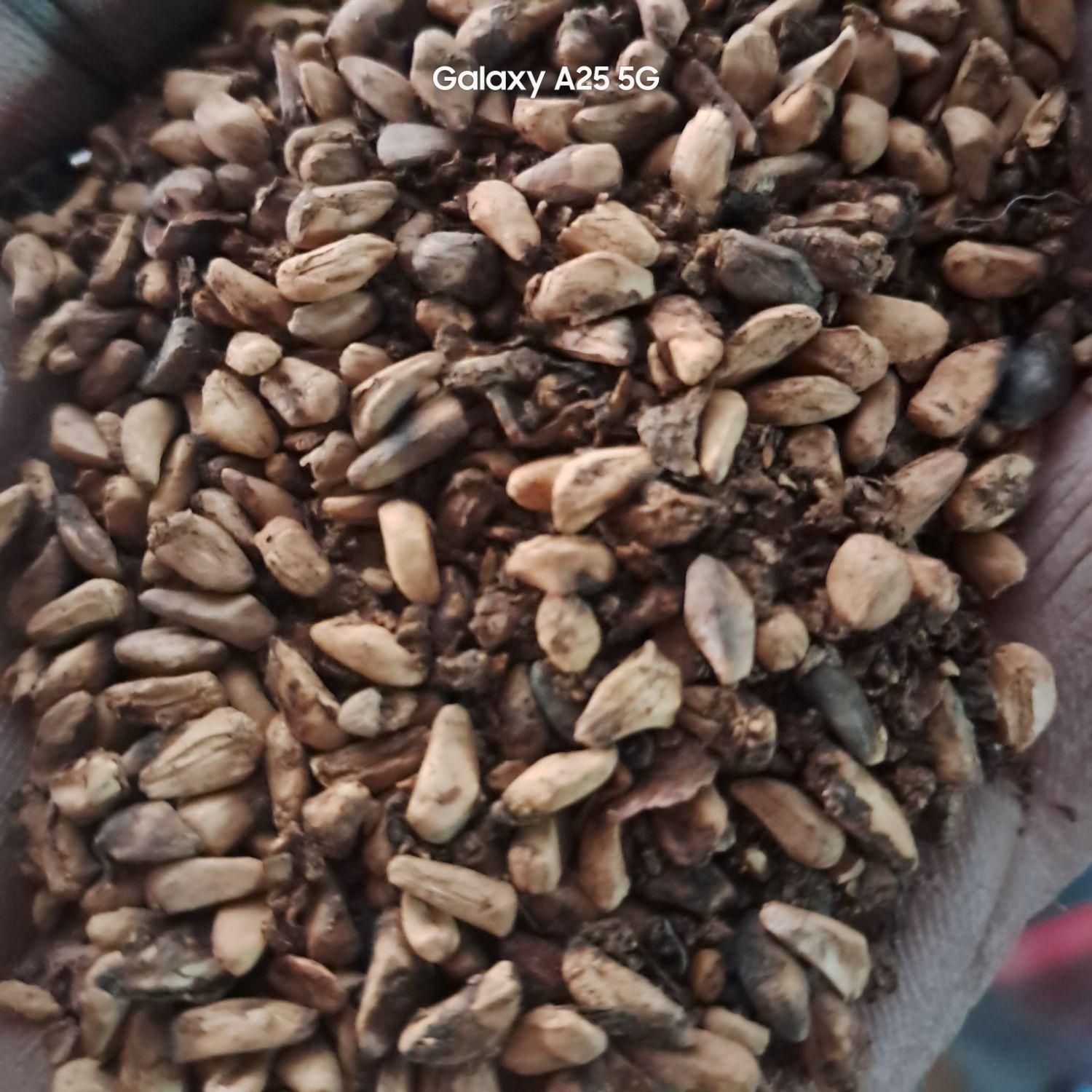 غذا برای گوسفند|لوازم جانبی حیوانات|اصفهان, بهارستان|دیوار
