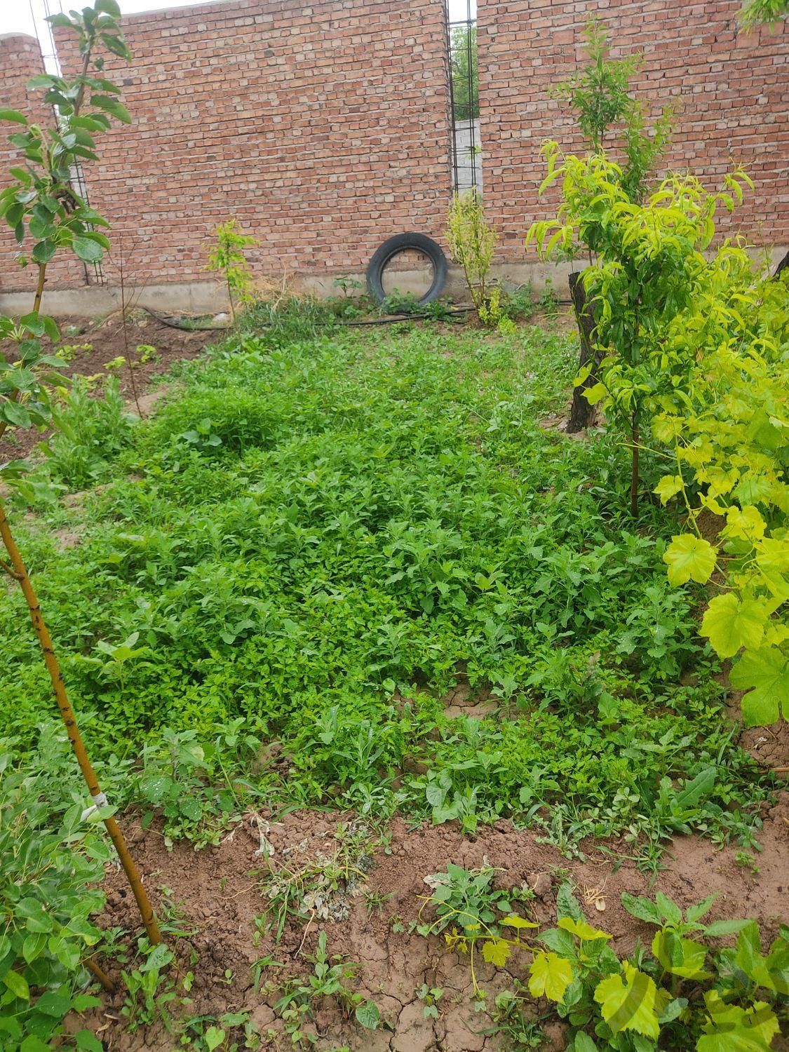 از نژاد گوجه فرنگی|خدمات باغبانی و درختکاری|بناب, |دیوار