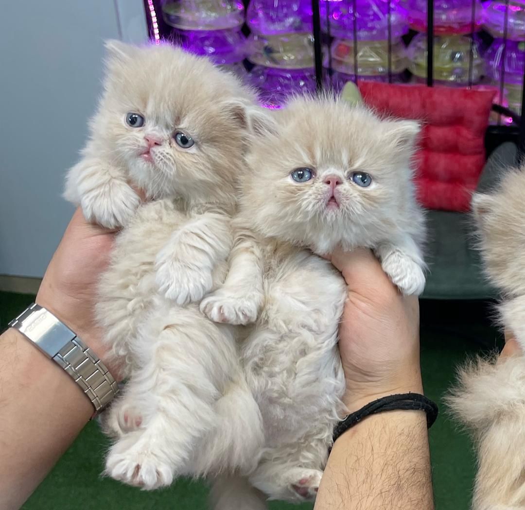 بچه گربه های بی مانند|گربه|اهواز, کوی باهنر|دیوار