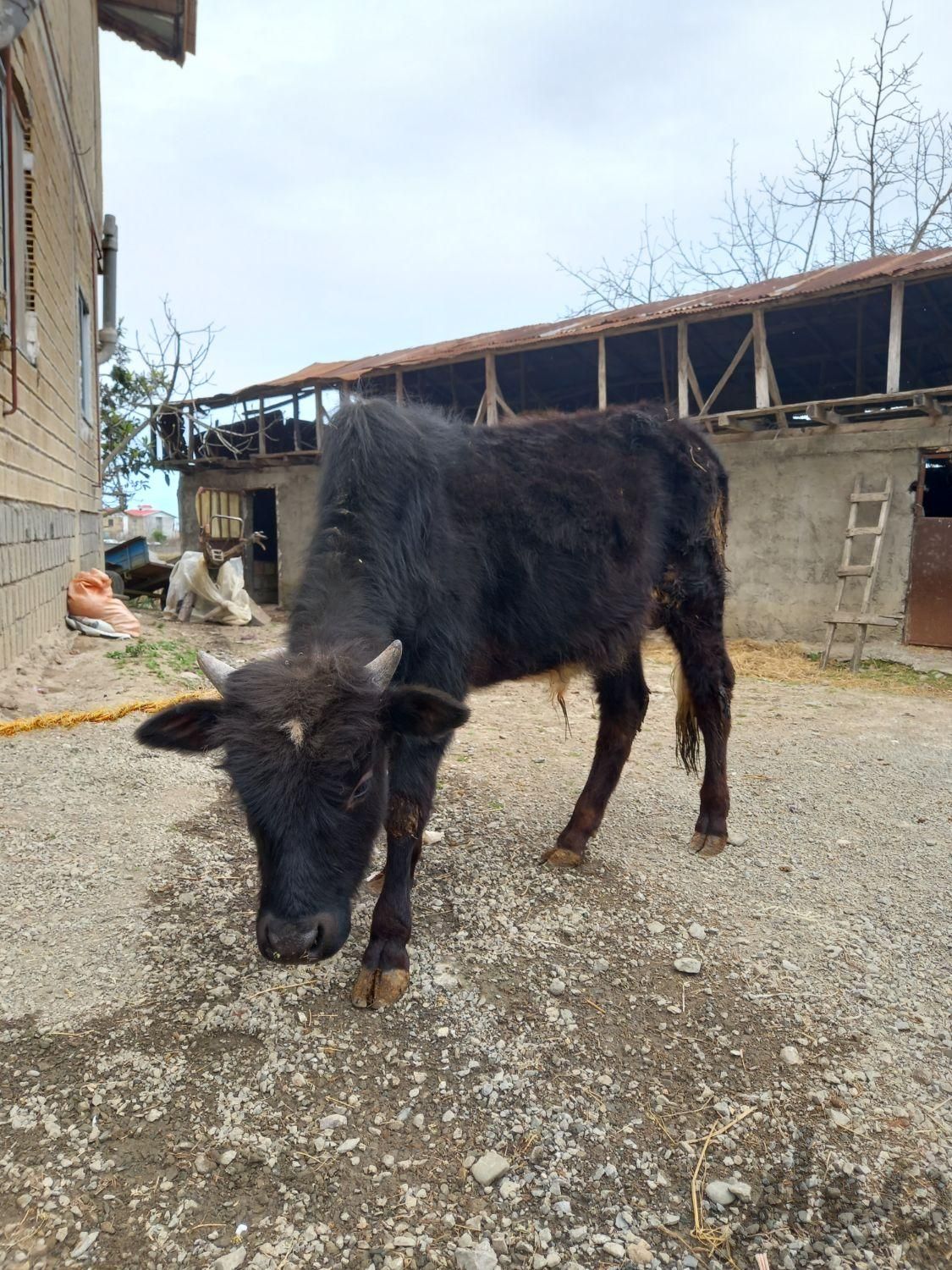 گوساله نر یک ساله|حیوانات مزرعه|لیسار, |دیوار