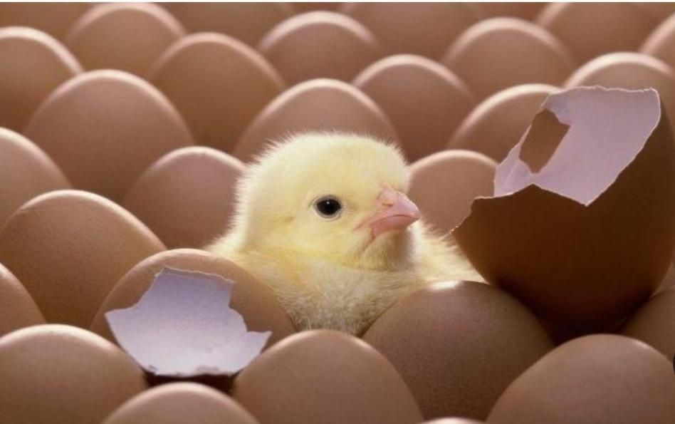 شرکت جوجه گوشتی|حیوانات مزرعه|رفسنجان, |دیوار