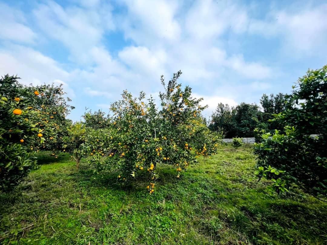 باغ مرکبات ۶۶۰۰متری/چسبیده به بافت|فروش زمین و ملک کلنگی|امامزاده عبدالله, |دیوار