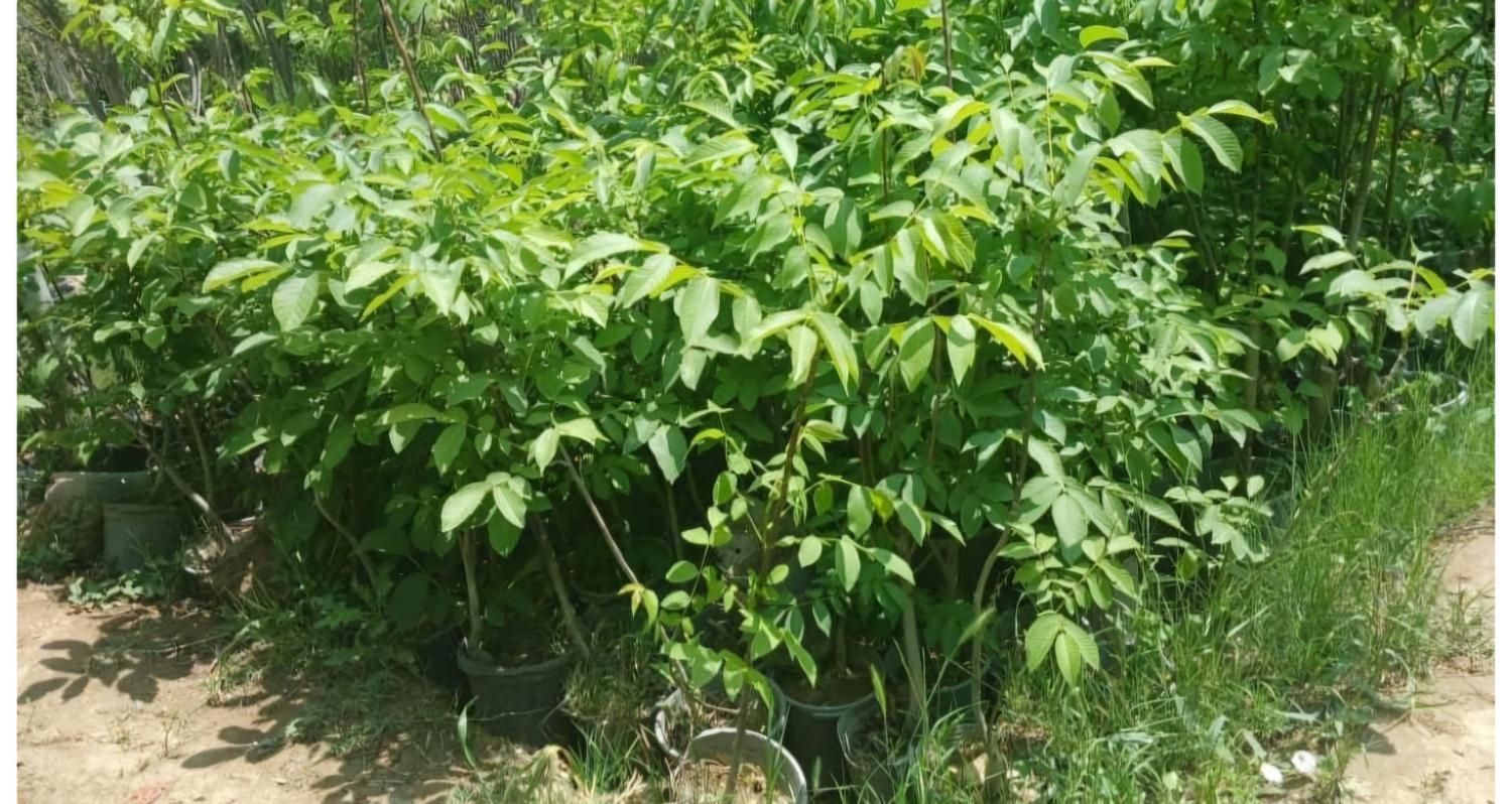 فروش مستقیم از نهالستان نهال شناسنامه‌دار و بامجوز|خدمات باغبانی و درختکاری|شهریار, |دیوار