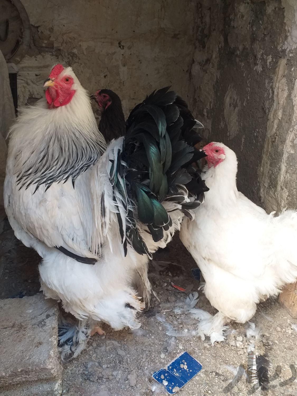 مرغ و خروس برهما|حیوانات مزرعه|کرج, کلاک نو|دیوار