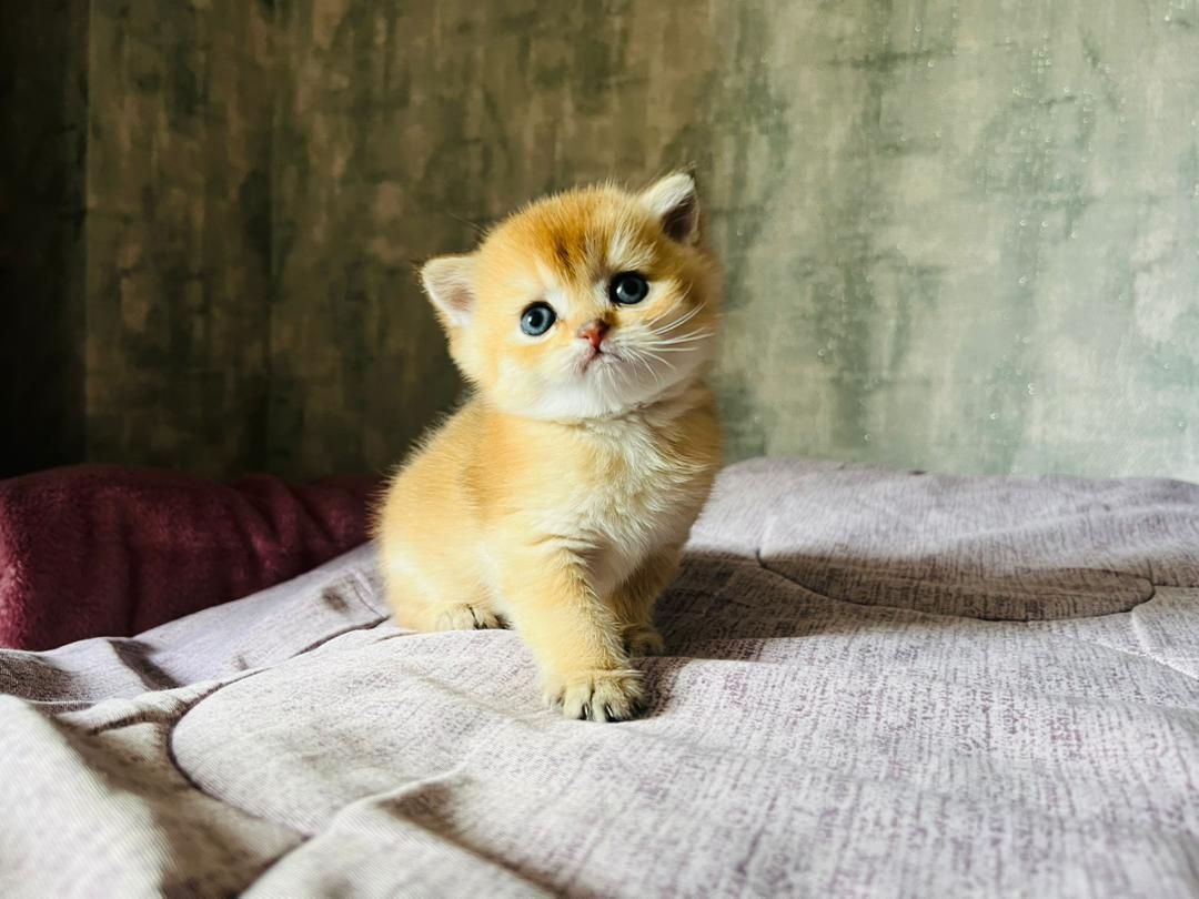 بچه گربه های بی مانند|گربه|اهواز, کوی باهنر|دیوار