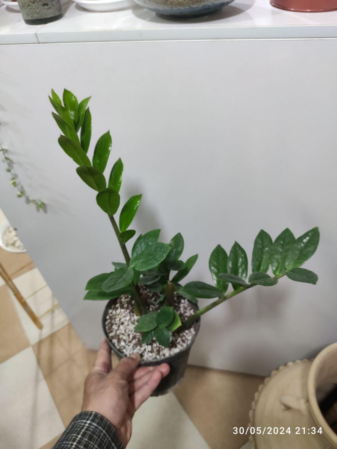 زاموفیلیا|گل و گیاه طبیعی|کرمان, |دیوار