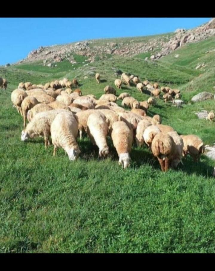 گوسفند زنده شهرداری منطقه شرق تهران درزنده|حیوانات مزرعه|تهران, نیروی هوایی (پیروزی)|دیوار