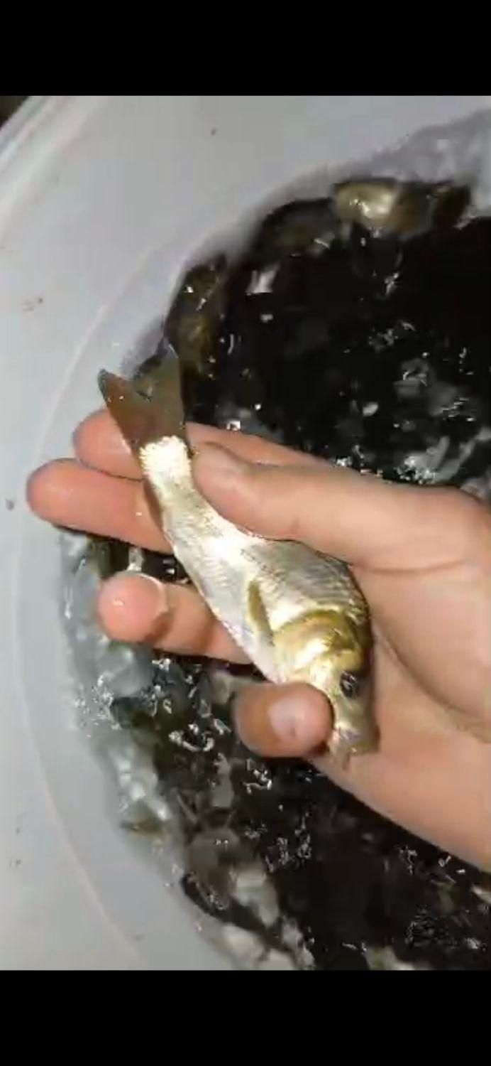 بچه ماهی کپورواموروفیتوفاک و فیتوفاک|ماهی|کرمانشاه, |دیوار