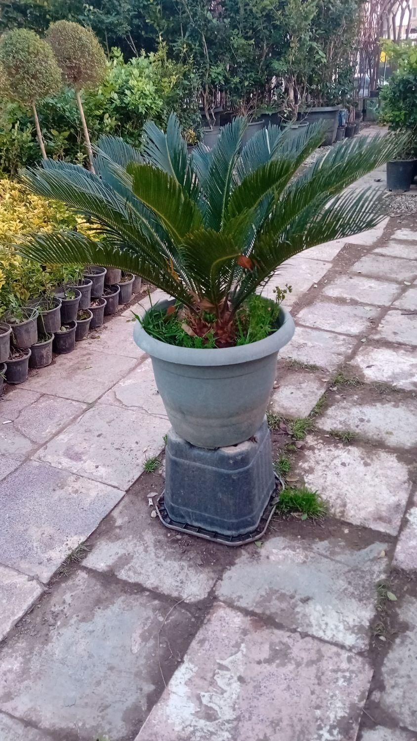خدمات.باغبانی باغچه کاری گلکاری درختکاری خاک گلدان|خدمات باغبانی و درختکاری|تهران, سهروردی|دیوار