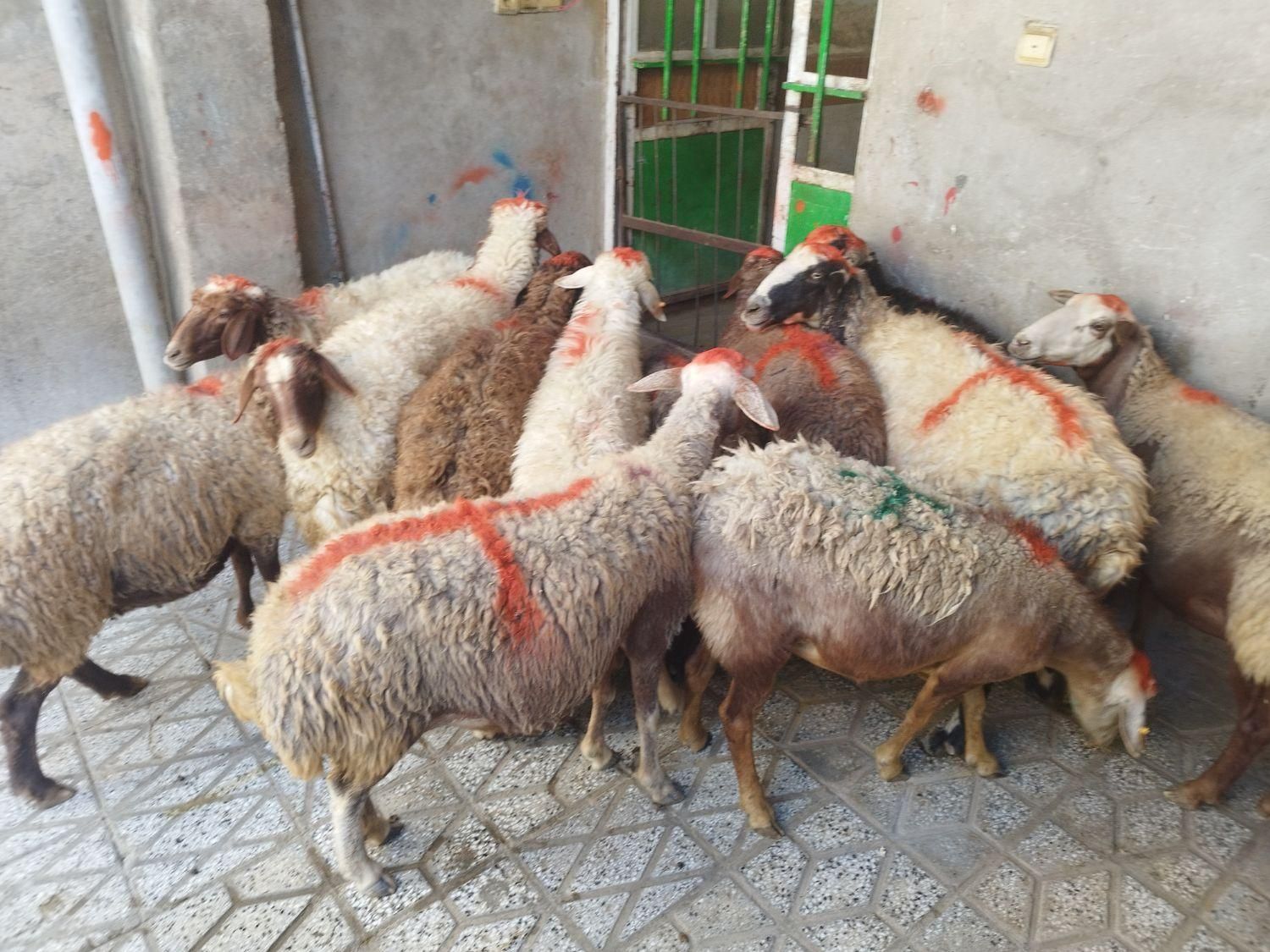 گوسفند زنده برهنر و میش و شیشککشتاری|حیوانات مزرعه|بروجرد, |دیوار