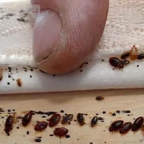 سمپاشی فوری،تضمینی،بیبودرکیش،سمپاشی منازل،هتل|خدمات نظافت|کیش, |دیوار