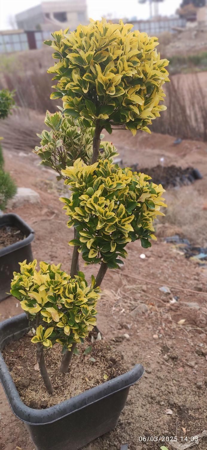 فروش اقساطی گل و گیاه|گل و گیاه طبیعی|کرمان, |دیوار