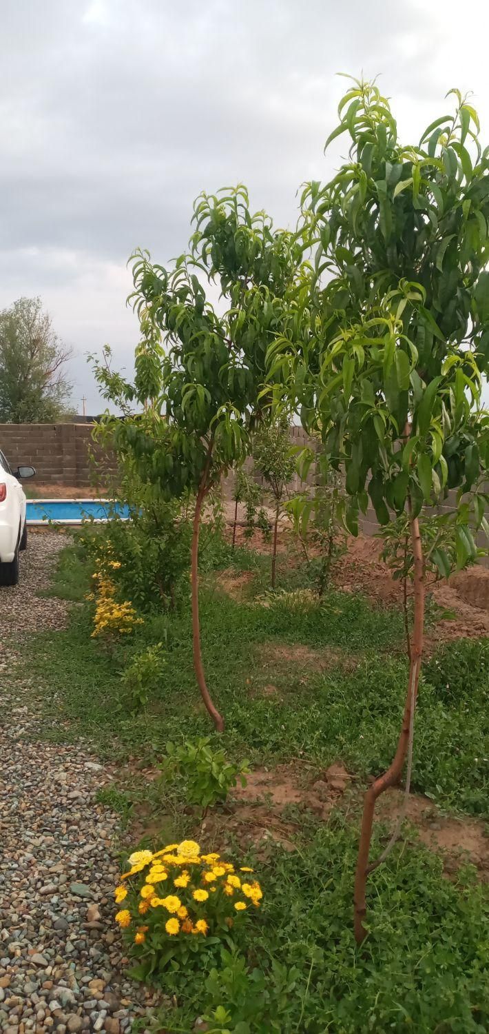 فروش زمین ۴۳۶ متری در سهیلیه زعفرانیه زکی اباد.|فروش زمین و ملک کلنگی|کرج, گلشهر|دیوار