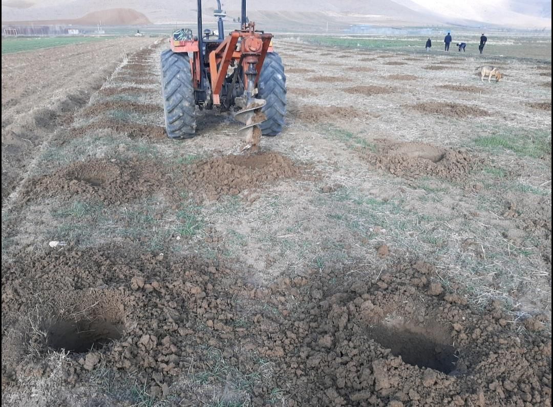 چاله فنس|خدمات باغبانی و درختکاری|الشتر, |دیوار