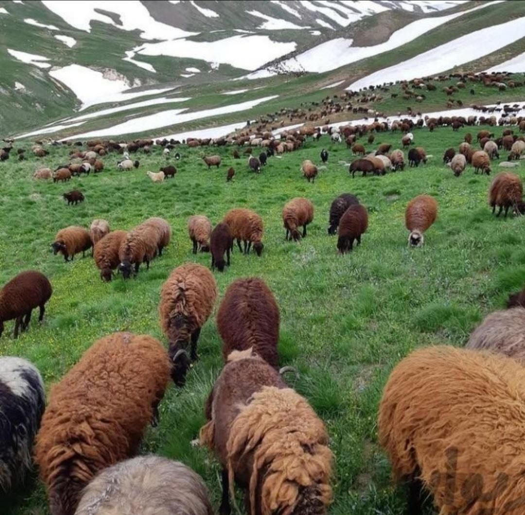 گوسفند زنده و بزغاله چاق کوهستان درباغستان|حیوانات مزرعه|کرج, باغستان|دیوار