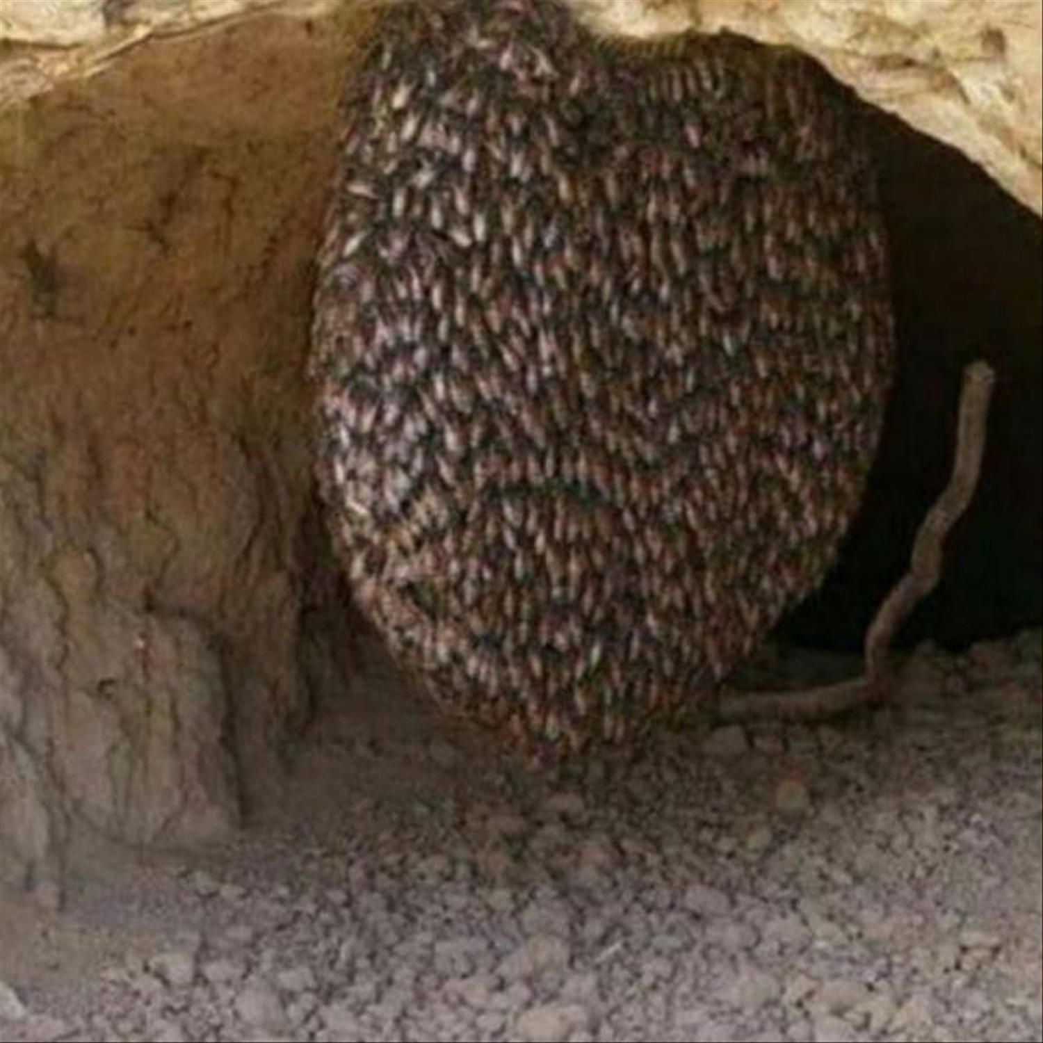 عسل وحشی کوهی طبیعی کوهستان برای درمان بیماریها|آرایشی، بهداشتی، درمانی|کرمانشاه, |دیوار