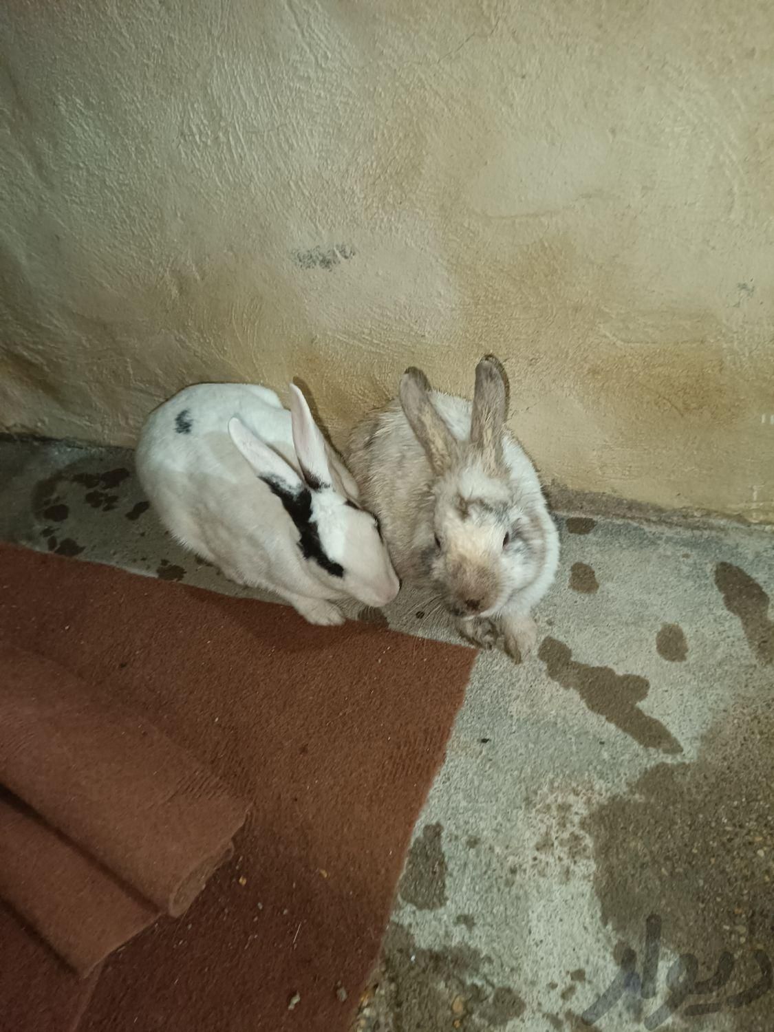 فروش دوعدد خرگوش زبل خوشگل|موش و خرگوش|مسجد سلیمان, |دیوار