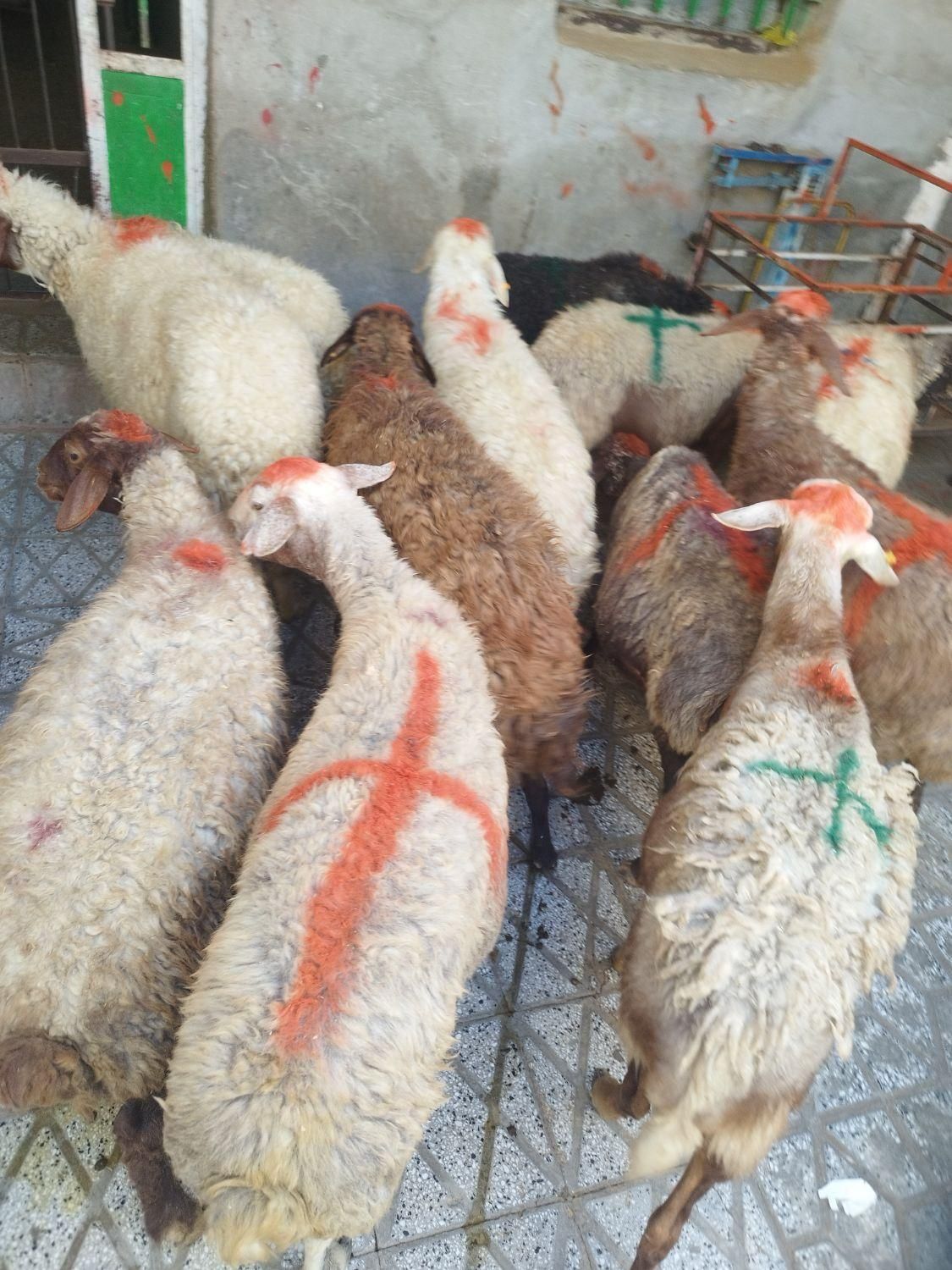 گوسفند زنده برهنر و میش و شیشککشتاری|حیوانات مزرعه|بروجرد, |دیوار