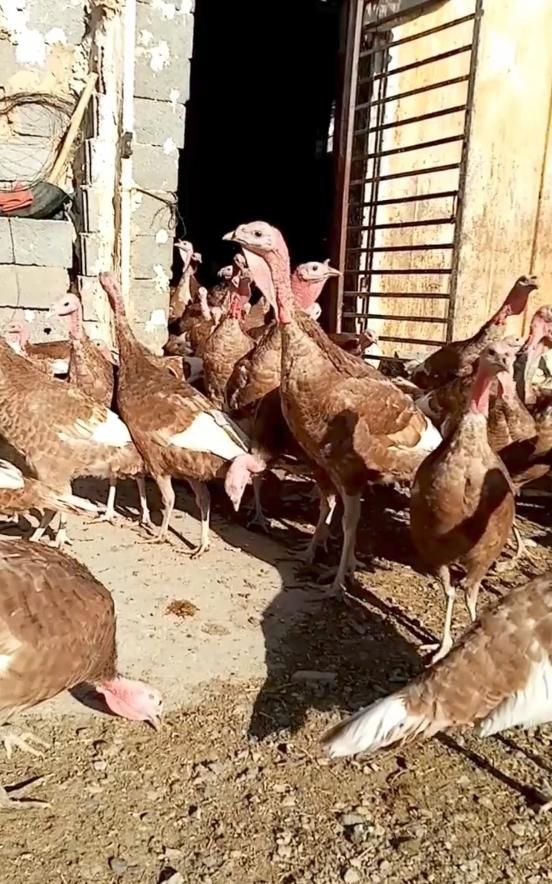 بوقلمون بوربون|حیوانات مزرعه|اصفهان, دشتستان|دیوار
