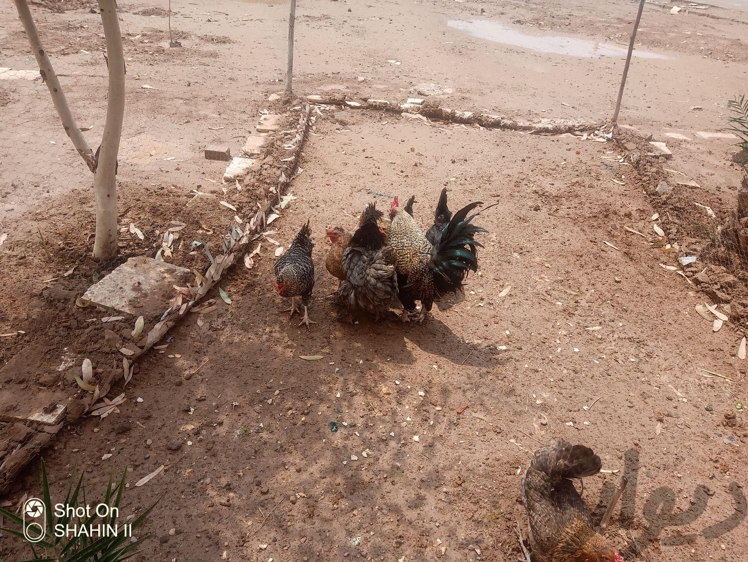 تعدادی مرغ تخم گذار|حیوانات مزرعه|اهواز, بهارستان|دیوار