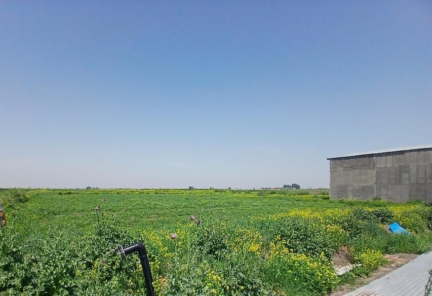 زمین کشاورزی دارای سند تک برگ (با مجوز گلخانه)|فروش زمین و ملک کلنگی|سنگدوین, |دیوار