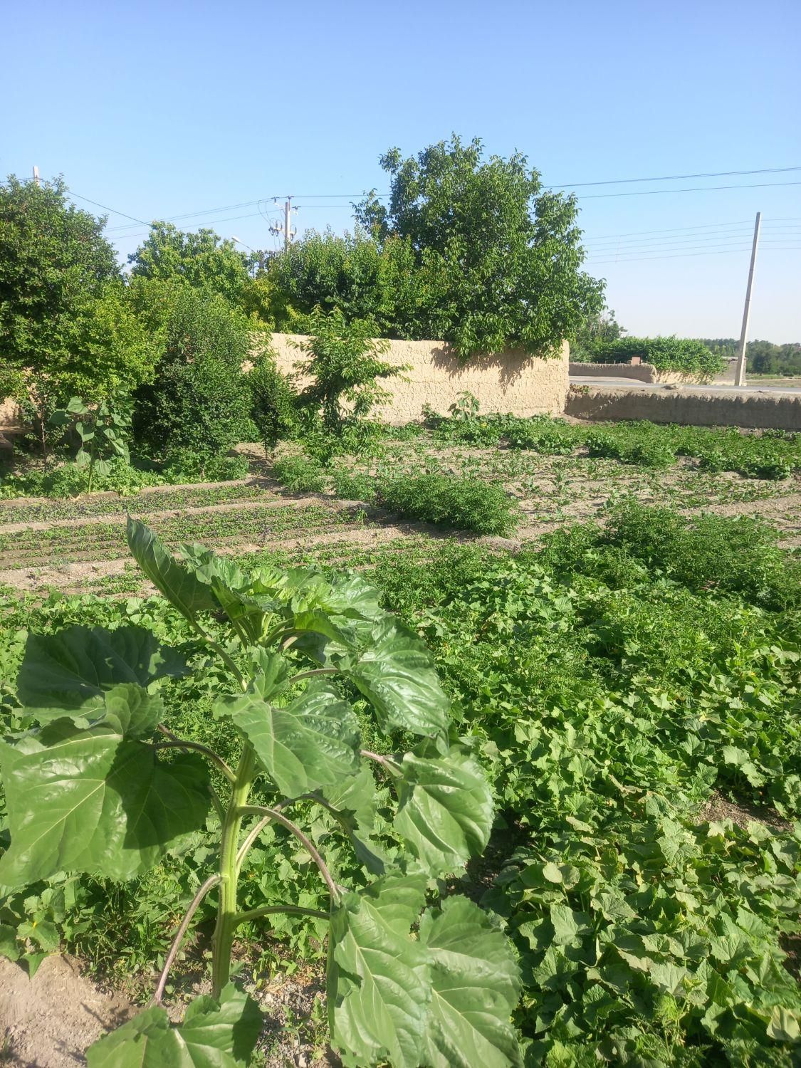 فروش زمین(باغ) ۵۰۵ متری در باغ فردوس(ناژوان)|فروش زمین و ملک کلنگی|اصفهان, باغ فردوس|دیوار