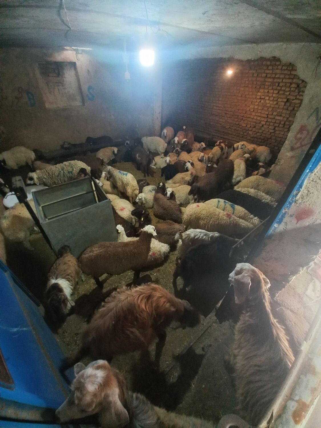 خرید بصورت حضوری و آنلاین (تلفنی) گوسفند زنده ..|حیوانات مزرعه|تهران, نیروی هوایی (پیروزی)|دیوار