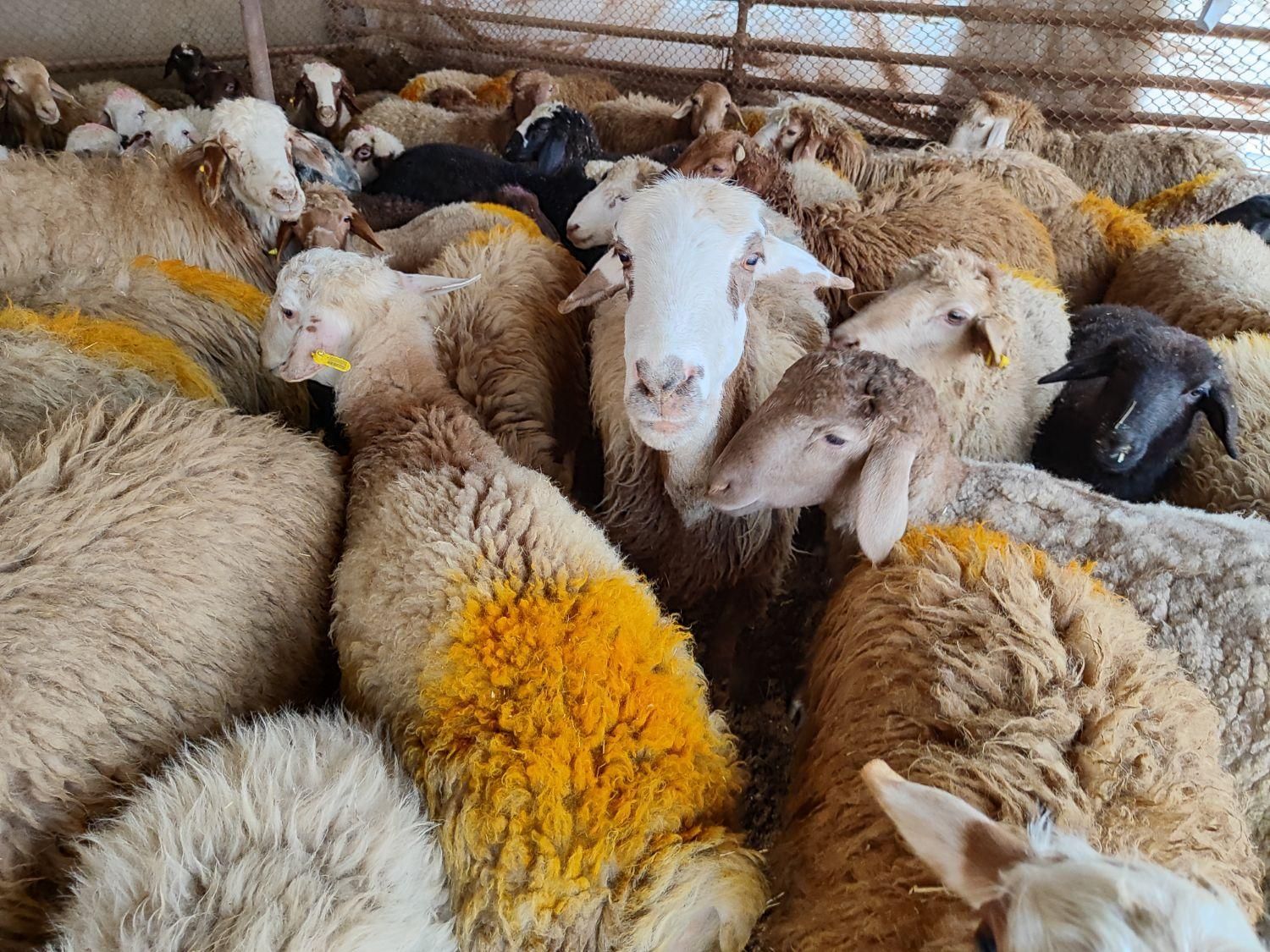 همه وزنه دام همه نژاد زنده مغان افشاری کردستانی|حیوانات مزرعه|تهران, نیروی هوایی (پیروزی)|دیوار