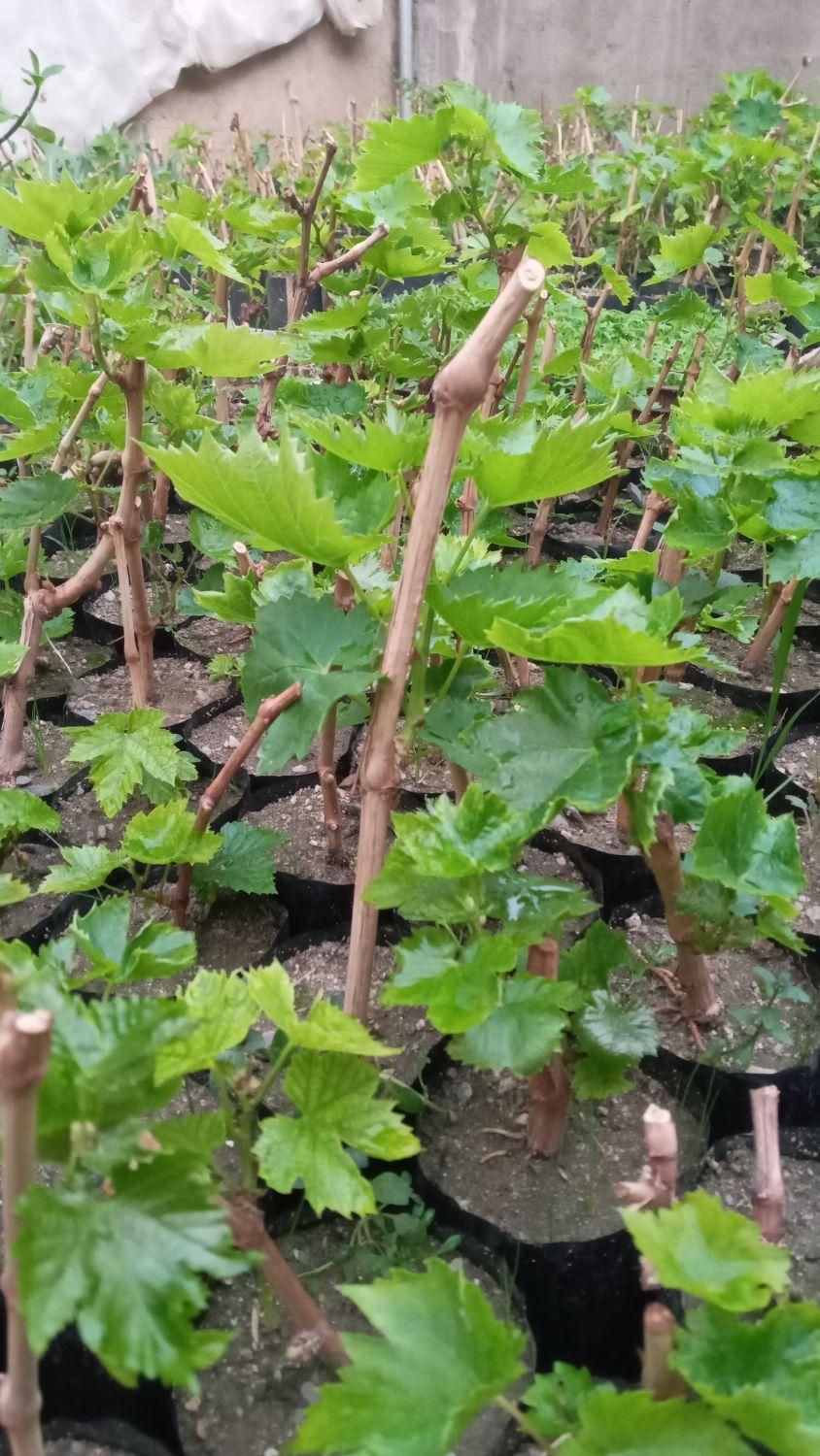 نهال اصلاح شده انگور (گلدانی)|خدمات باغبانی و درختکاری|بهار, |دیوار
