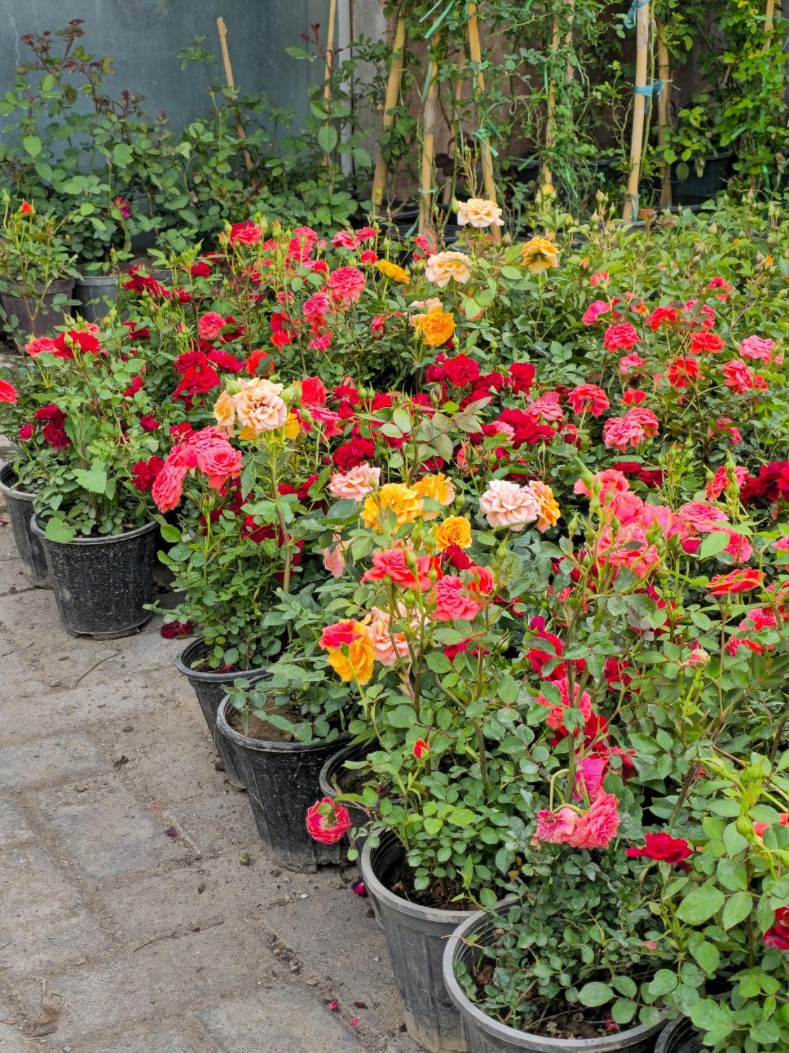 ویزیت،نگهداری گل و گیاهان،دوره ای ،دائمی،تعویض خاک|خدمات باغبانی و درختکاری|مشهد, هفت تیر (حافظ)|دیوار