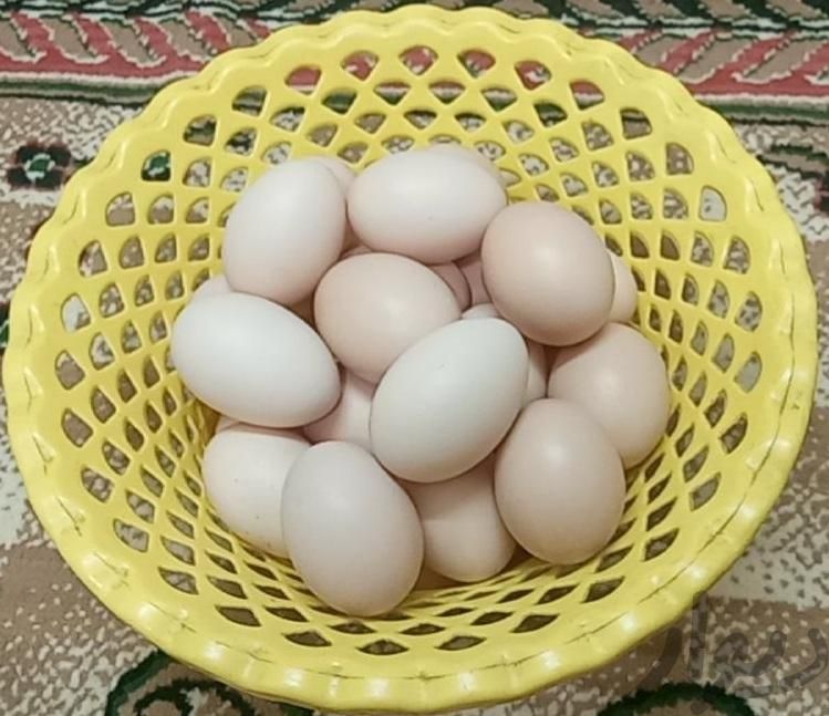 تخم مرغ|خوردنی و آشامیدنی|اصفهان, بیست و چهار متری|دیوار