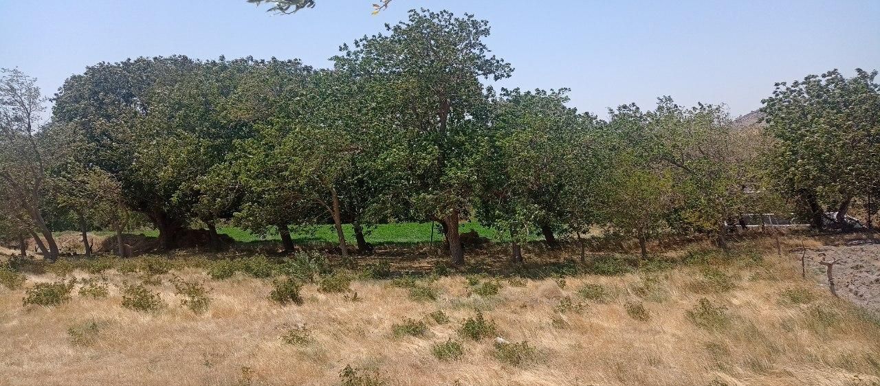 ۳۲۰۰۰ متر باغ در روستای الوند|فروش دفتر صنعتی، کشاورزی، تجاری|خرمدره, |دیوار