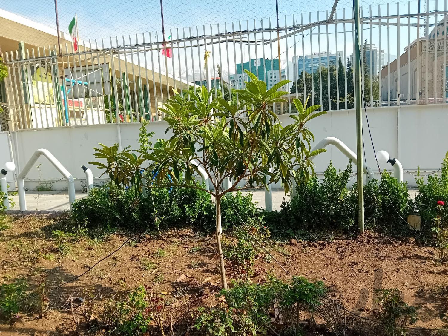 گل .گیاه .سم پاشی گیاه ودرختان|خدمات باغبانی و درختکاری|تهران, جردن|دیوار