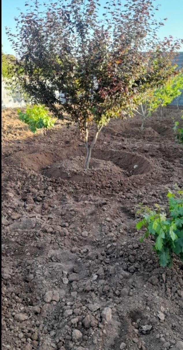 احداث باغ،باغبانی،اجرای سیستم مکانیزه آبیاری، چمن|خدمات باغبانی و درختکاری|کرمانشاه, |دیوار