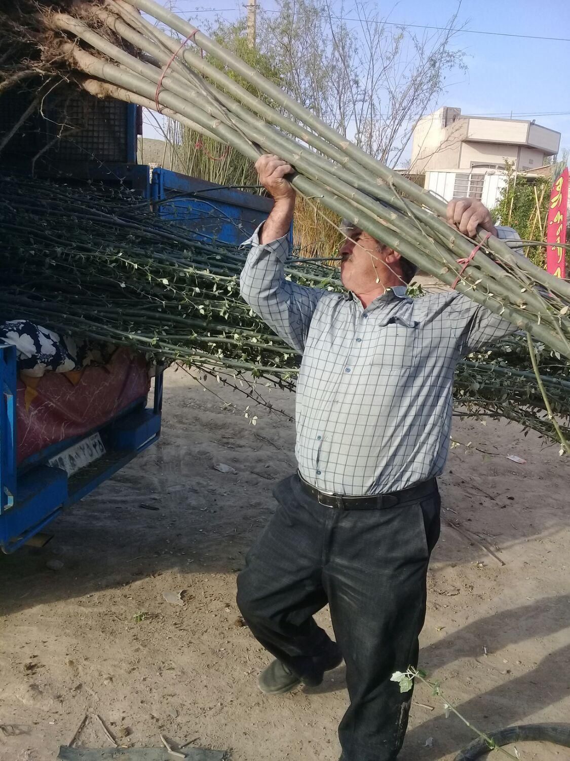 آموزش کاشت وتهیه نهال|خدمات باغبانی و درختکاری|تبریز, |دیوار