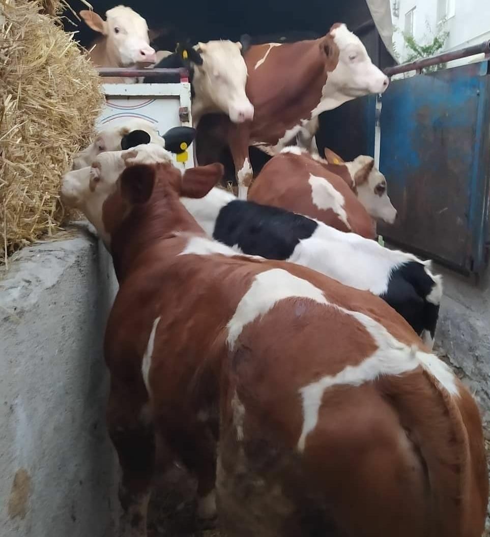 بزگترینمرکز فروش گوساله سمینتال اصیل|حیوانات مزرعه|مرودشت, |دیوار