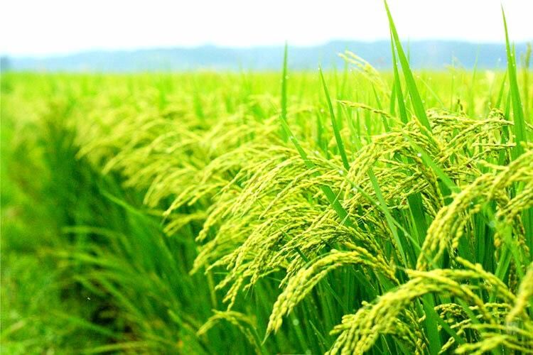 ۷۷۰۰ متر زمین کشاورزی مرغوب در جاده گنج افروز بابل|فروش دفتر صنعتی، کشاورزی، تجاری|بابل, |دیوار
