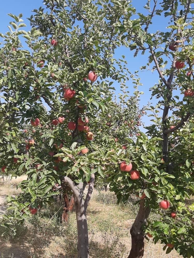 فروش باغ سیب ۱۱۰ من محلی، مناسب برای سرمایه گذاری|فروش خانه و ویلا|مراغه, |دیوار