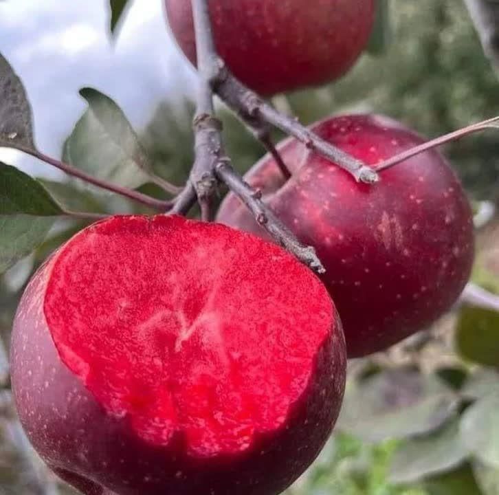 نهال های سیب قرمز و سفید و رقم های دیگر گلدانی|خدمات باغبانی و درختکاری|زنجان, |دیوار