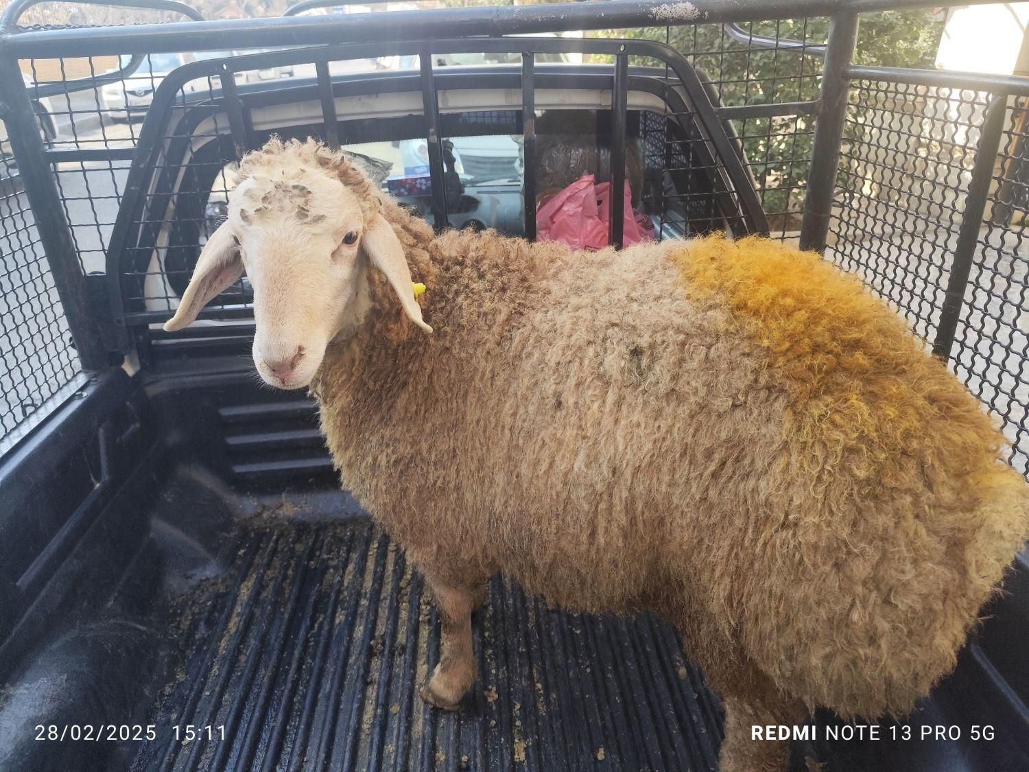 گوسفند زنده.به تمام نقاط تهران...|حیوانات مزرعه|تهران, جیحون|دیوار