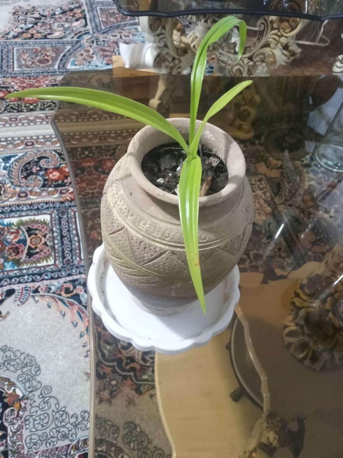 سلام ، گل آپارتمانی جوان خاک برگ و گلدان سرامیکی|گل و گیاه طبیعی|فولادشهر, مسکن مهر فولادشهر|دیوار