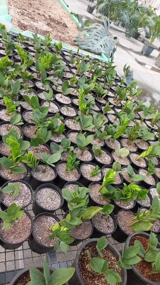 گیاه و گل  اپارتمانی وباغچه ای.. عمده و تک|گل و گیاه طبیعی|تهران, یافت آباد جنوبی|دیوار