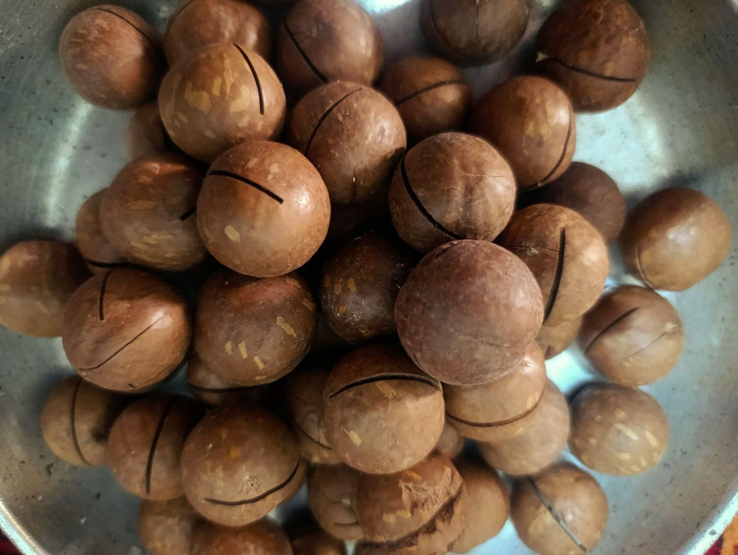 قوتو اصل کرمان|خوردنی و آشامیدنی|مشهد, کوشش|دیوار