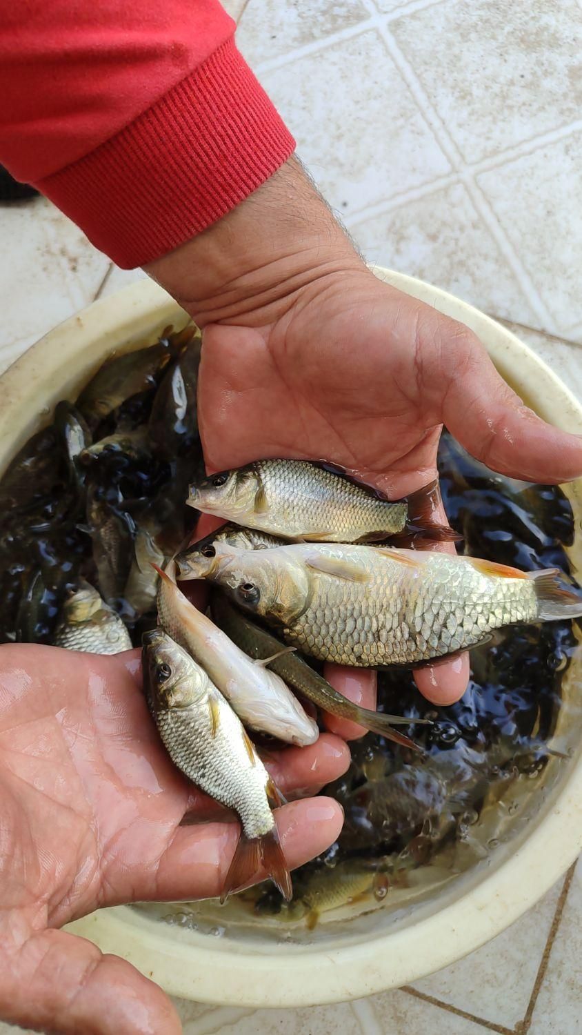 ماهی کپور مجار فیتوفاگ آمور|ماهی|صفادشت, |دیوار