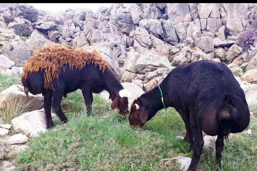 گوسفند فروشی زنده باباسکول دیجیتالی باکشتارگا مجهز|حیوانات مزرعه|کرج, باغستان|دیوار