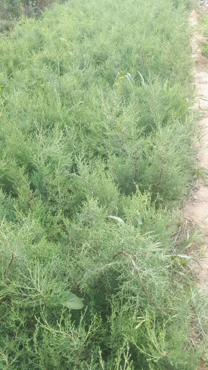 فروش سرو نقره ای|گل و گیاه طبیعی|کرج, شهرک جهان‌نما|دیوار