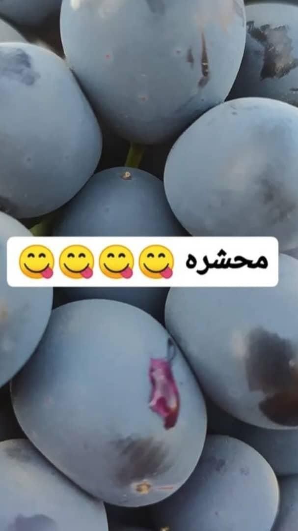 انگور شانی دیم شیراز سفید بیدونه|خدمات باغبانی و درختکاری|تهران, شهرک شریعتی|دیوار