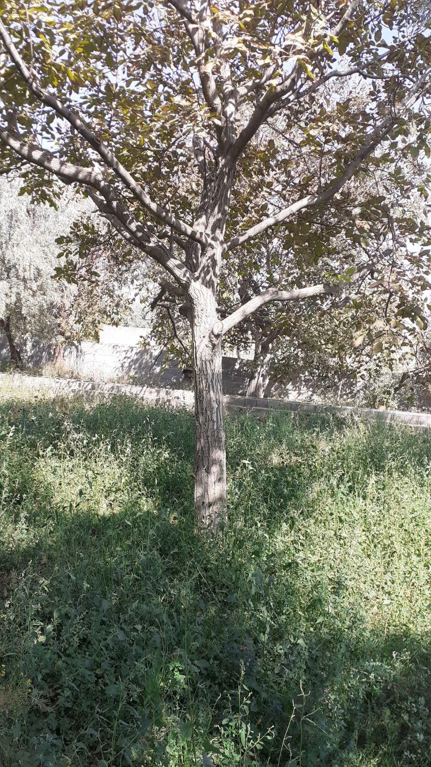 خریدانوع درخت و هرس کردن درخت درباغات|خدمات باغبانی و درختکاری|آذرشهر, |دیوار